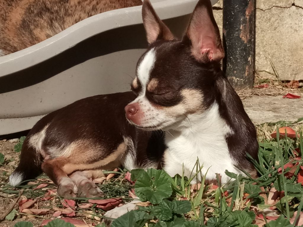 Nymeria de L'Arbre des Batailles