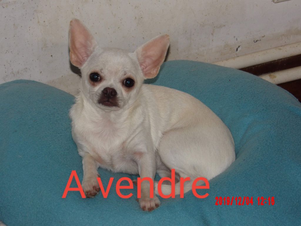 Princesse (Sans Affixe)