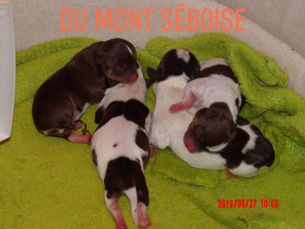 1ère portée NYMERIA 2019